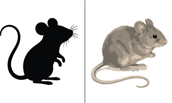 Mouse Silhouette and Realistic Rodent Illustration Collection Isolated on White Background for Wildlife Animal Design and Educational Projects