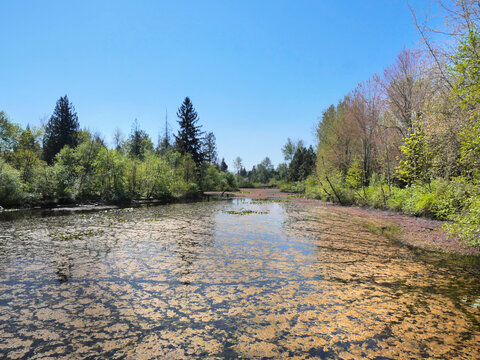 Fishtrap Creek Park during a spring season in Abbotsford, British Columbia, Canada