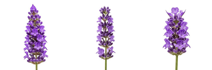 Fototapeta premium Set of Fresh Lavender Flowers Isolated on White Background, Vibrant Purple Lavender Sprigs for Aromatherapy and Beauty Products, Botanical Floral PNG Elements for Design, Spring Nature Collection, Nat