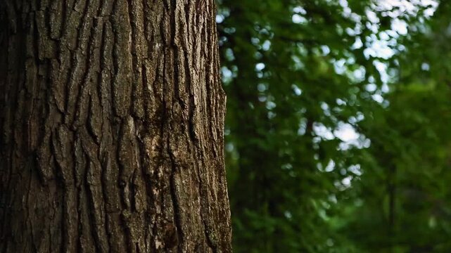 Close-up of the rough, textured bark on an old linden tree trunk with a blurred green spring forest under blue sky background 