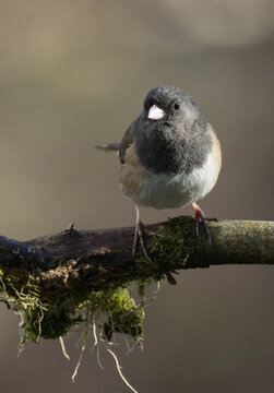 Oregon dark-eyed junco sitting on a branch in Southeast Alaska