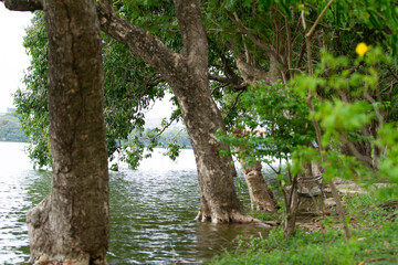 Fototapeta premium Riverbank trees green foliage water edge calm lake natural landscape forest shore tree trunk reflective water outdoor scene serene view
