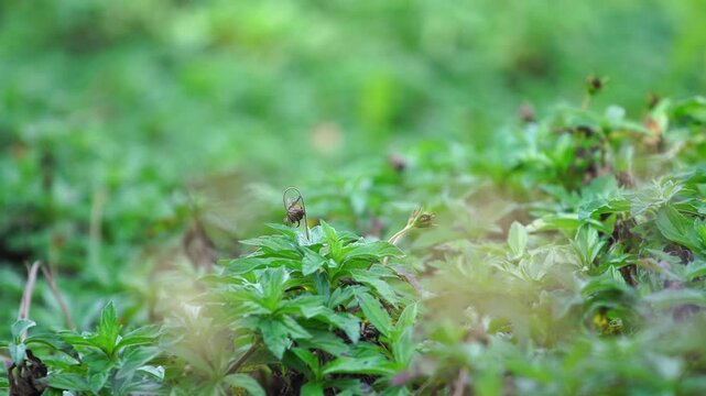Dense green ground vegetation creating natural soil protection demonstrates moisture conservation, temperature reduction, and ecological support for healthy land environments.