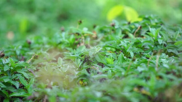 Green weeds naturally covering the ground help retain soil moisture and reduce surface heat, illustrating ecosystem balance, natural insulation, and sustainable environmental processes.