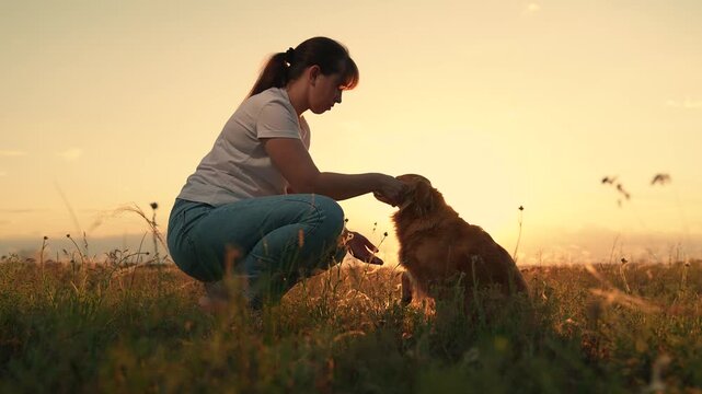 Owner trains pet, park. Woman strokes dog spaniel with hand, outdoors. Dog sitting next its owner. Concept human animal friendship. Owner stroking red dog sunset during hike. Dog get caress from owner