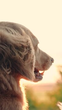 Friendly dog peers out of open car window. Curious puppy watches outside world from car window during road trip. Beautiful dog blown by wind from an open car window. Family travel with pet. Sun sky