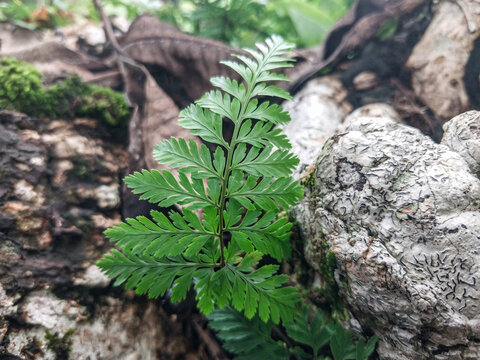 Vibrant green fern leaf growing wild on a textured decaying wood log in the rainforest.