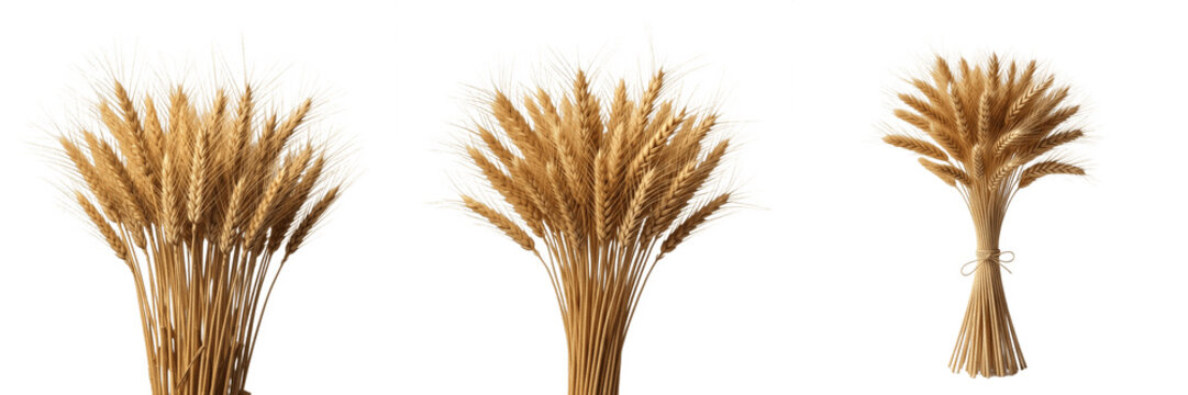 Set of Three Golden Wheat Sheaves and Stalks Bundles Isolated on White Background, Agricultural Crop Harvest, High-Quality Transparent PNG Assets for Food Design and Professional Nature Photography