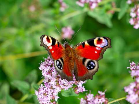 A peacock butterfly rests on a cluster of small purple flowers with a soft green background. Its wings are brightly colored with reds, blues, and eye-like markings.