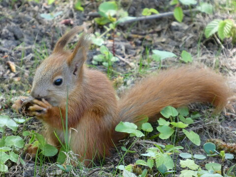 Portrait of a grey squirrel eating acorn on a tree stump in summer. High quality photo