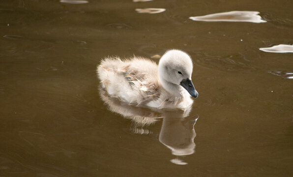 mute swan cygnus olor