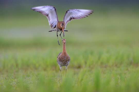 uferschnepfe limosa black-tailed godwit