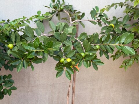 ara&ccedil;a Brazilian fruit ara&ccedil;a tree Ara&ccedil;&aacute;-amarelo Yellow strawberry guava Araza