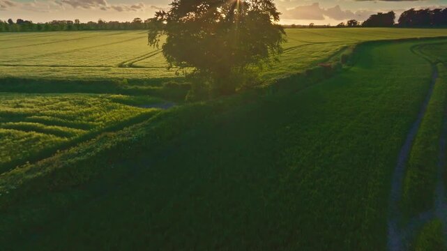 Aerial view of lush green fields and a lone tree along a dirt track during golden hour in Oldtown, County Dublin, Ireland.