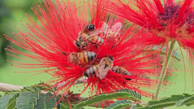 Close-up 4K footage of honey bees pollinating red powder puff flowers (Calliandra haematocephala) in Cordoba, Argentina. Tropical flowering plant with active pollinators in natural garden environment.