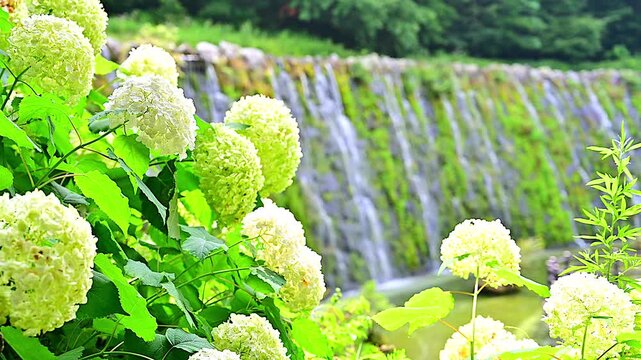 新緑の木々と滝と紫陽花