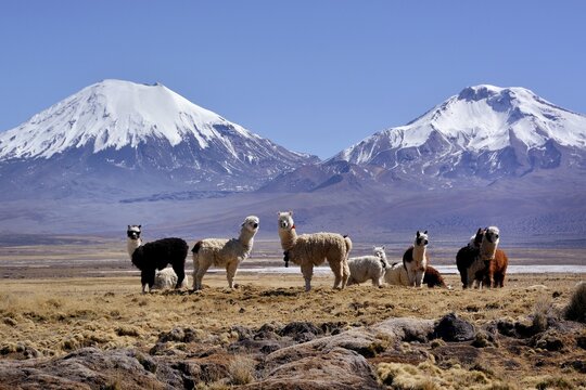 Snow-covered volcanoes Pomerape and Parinacota, llamas (Lama glama), Sajama National Park, border between Bolivia and Chile