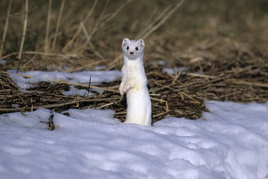 Ermine or Stoat or Short-tailed Weasel (Mustela erminea) in its winter coat making an aggressive stance