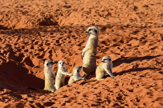 Meerkats (Suricata suricatta), mother with young,  cave, Kalahari Desert, Namibia