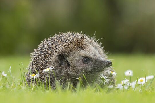 European hedgehog (Erinaceus europaeus) adult animal on an urban garden grass lawn with flowering daisy plants, England, United Kingdom
