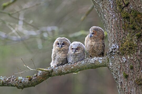 Three young Tawny Owls or Brown Owls (Strix aluco) perched on a tree, Westerwald, Solms, Lahn-Dill Kreis, Hesse, Germany