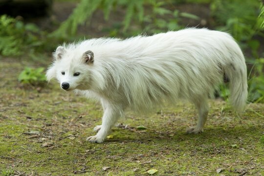 Raccoon dog (Nyctereutes procyonoides), white morph, captive, Lower Saxony, Germany