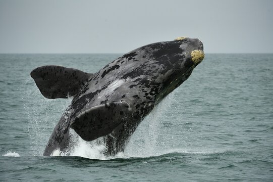 Southern right whale (Eubalaena glacialis), breaching, jumps out of the water, L&uuml;deritz, Atlantic, Namibia