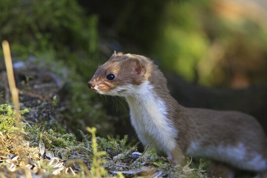 Least Weasel (Mustela nivalis)