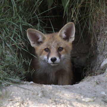 Red Fox (Vulpes vulpes) in its burrow, Thaur, Tyrol, Austria, Europe
