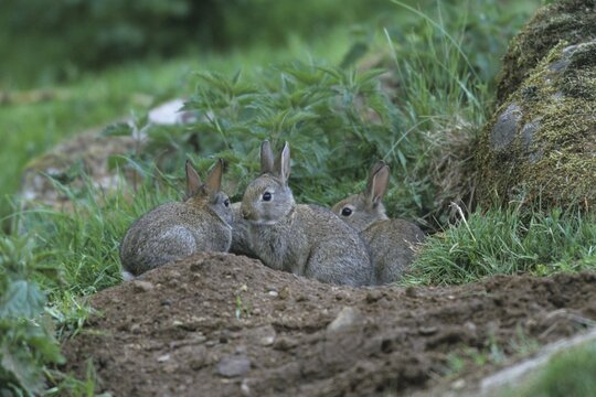 European Rabbits (Oryctolagus cuniculus), young outside of warren