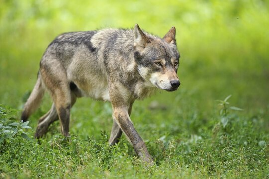 European Gray wolf (canis lupus)walks in a meadow, France