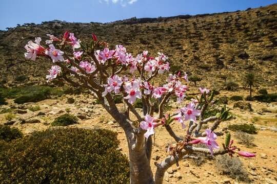 Desert Rose tree (Adenium obesum) in bloom, endemic species, Homhil protected area, island of Socotra, Yemen