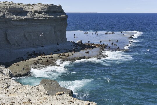 Sea lion colony (Otaria flavescens) near Puerto Pir&aacute;mides, Valdes Peninsula, Patagonia, East Coast, Atlantic Ocean, Argentina