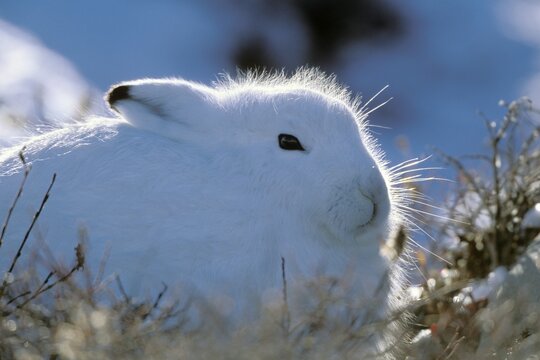 Arctic hare (Lepus arcticus), taking cover, snow, Churchill, Canada