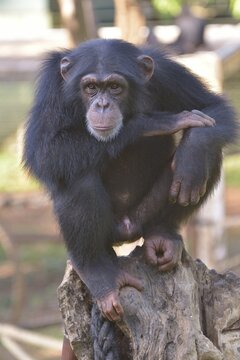 West African Chimpanzee (Pan troglodytes verus), Tacugama Chimpanzee Sanctuary, Province Western Area Tacugama, Sierra Leone