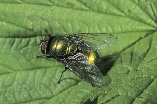 Bottle fly species (Lucilia bufonivora)
