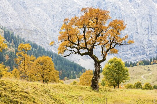 Mountain Maple (Acer pseudo plantanus) Gro&szlig;er Ahornboden, Eng, Vomp-Hinterri&szlig;, Tyrol, Austria