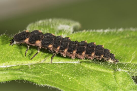 Common glow-worm (Lampyris noctiluca) Female on one leaf, Baden-W&uuml;rttemberg, Germany