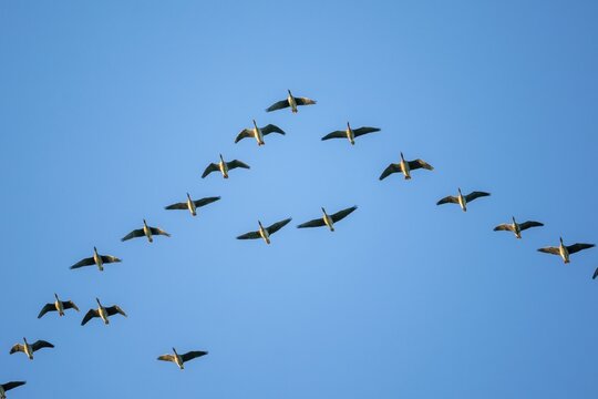 Greylag goose (Anser anser) flying, wildlife, Vorpommersche Boddenlandschaft National Park, Mecklenburg-Western Pomerania, Germany