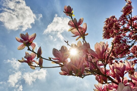 Flowering Chinese Magnolia (Magnolia x soulangeana), sun shines through blossoms, Lower Saxony, Germany