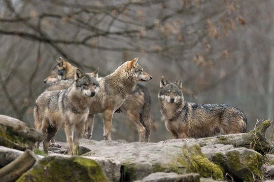 European gray wolf (Canis lupus) Wolf pack standing on a rock, captive