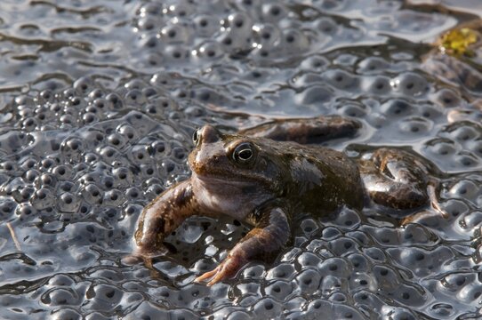 Frog (Rana temporaria), spawning