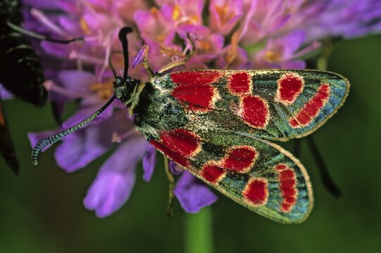 Burnet (Zygaena carniolica)
