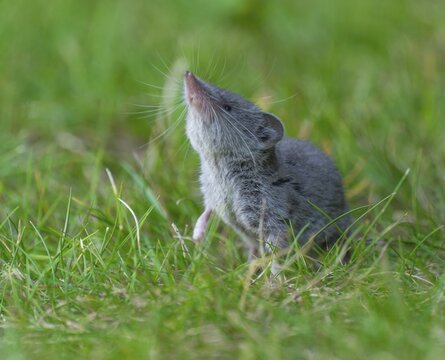 Garden shrew (Crocidura suaveolens) foraging on a lawn in a garden, Lower Saxony, Germany