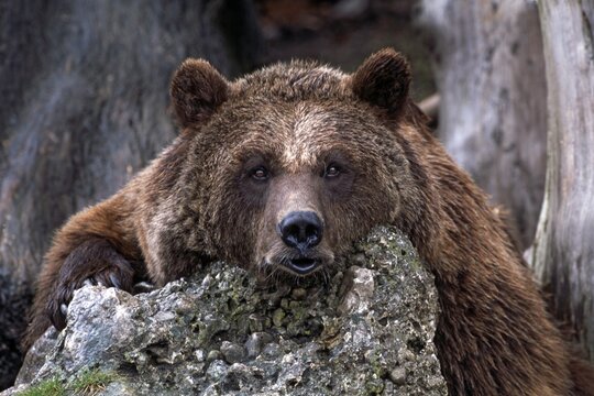 Brown Bear (Ursus arctos), Hellabrunn Zoo, Salzburg, Austria, Europe