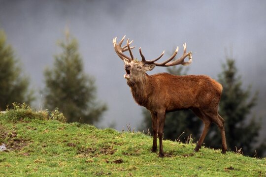 Red Deer (Cervus elaphus), calling out, roaring, roar call, Aurach, Tyrol, Austria, Europe