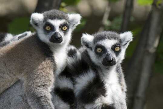 Ring-tailed Lemur (Lemur catta), Salzburg Zoo, Austria, Europe