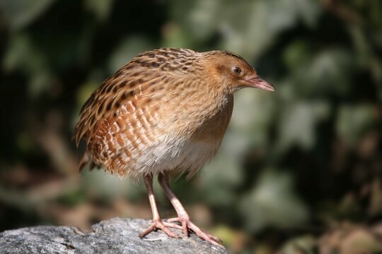 Corn crake or landrail (Crex crex), Alpenzoo Innsbruck alpine zoo, Tyrol, Austria, Europe