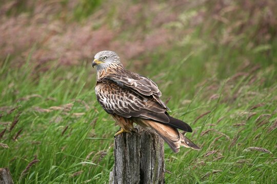 Red kite (Milvus Milvus)