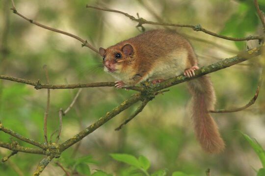 Edible dormouse or fat dormouse (Glis glis) perched on branches of a tree, Solms, Hesse, Germany, Europe